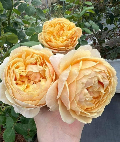 AUSpeet Charles Darwin Shrub Rose with Yellow Blooms Full Petals Lemon and Floral Fragrance