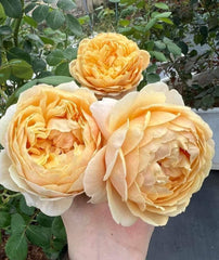 AUSpeet Charles Darwin Shrub Rose with Yellow Blooms Full Petals Lemon and Floral Fragrance