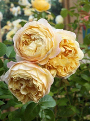 AUSpeet Charles Darwin Shrub Rose with Yellow Blooms Full Petals Lemon and Floral Fragrance