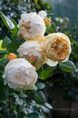 AUSpeet Charles Darwin Shrub Rose with Yellow Blooms Full Petals Lemon and Floral Fragrance