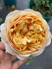 AUSpeet Charles Darwin Shrub Rose with Yellow Blooms Full Petals Lemon and Floral Fragrance