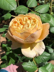 AUSpeet Charles Darwin Shrub Rose with Yellow Blooms Full Petals Lemon and Floral Fragrance