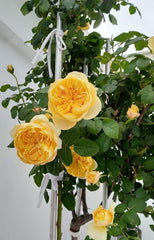 AUSpeet Charles Darwin Shrub Rose with Yellow Blooms Full Petals Lemon and Floral Fragrance