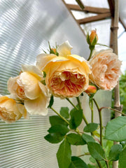 AUSpeet Charles Darwin Shrub Rose with Yellow Blooms Full Petals Lemon and Floral Fragrance