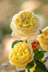 AUSpeet Charles Darwin Shrub Rose with Yellow Blooms Full Petals Lemon and Floral Fragrance