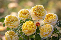 AUSpeet Charles Darwin Shrub Rose with Yellow Blooms Full Petals Lemon and Floral Fragrance