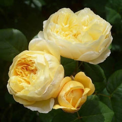 AUSpeet Charles Darwin Shrub Rose with Yellow Blooms Full Petals Lemon and Floral Fragrance