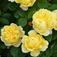 AUSpeet Charles Darwin Shrub Rose with Yellow Blooms Full Petals Lemon and Floral Fragrance