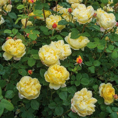 AUSpeet Charles Darwin Shrub Rose with Yellow Blooms Full Petals Lemon and Floral Fragrance