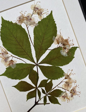 Botanical still nature picture from dried flowers – flowers in frame, natural floral art for home