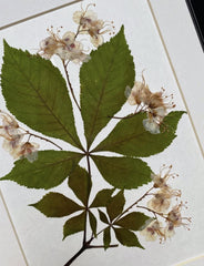 Botanical still nature picture from dried flowers – flowers in frame, natural floral art for home, made by traven