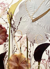 Neutral still nature picture from dried flowers – flowers in frame, made by traven
