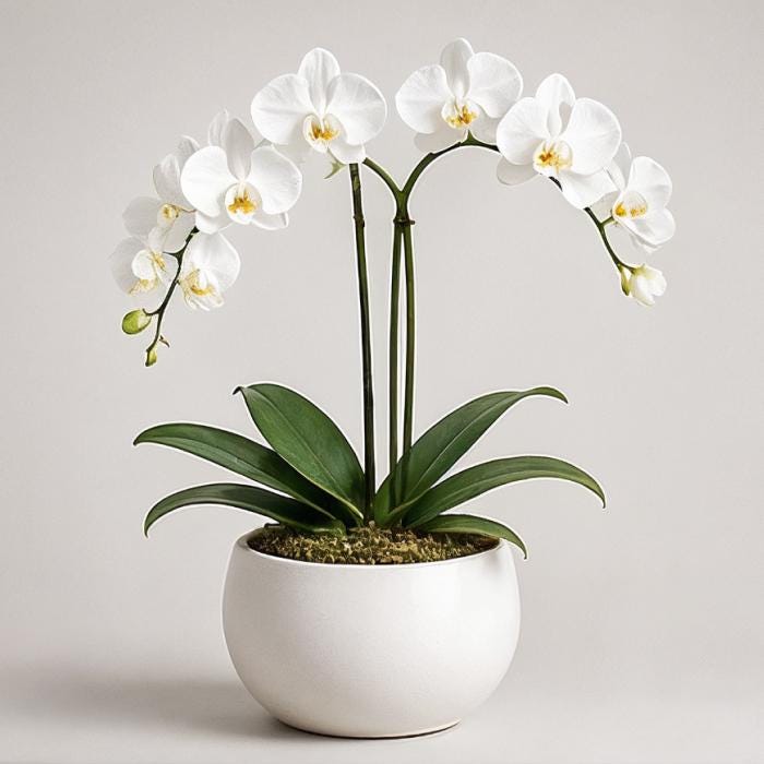White orchid in ceramic pot