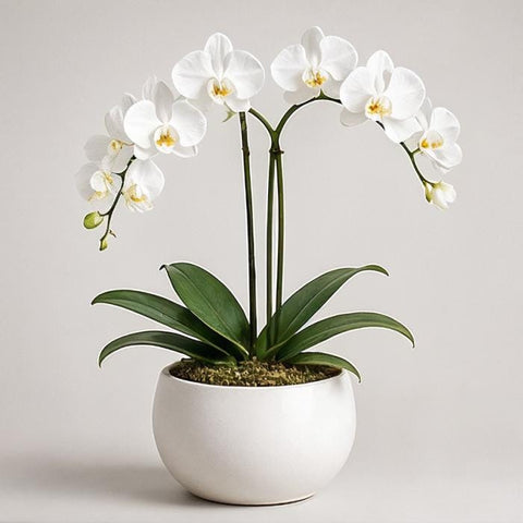 White orchid in ceramic pot
