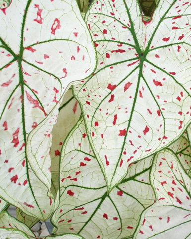 PreOrder - 5 Size 1 to Jumbo Fancy Leaf 'Cranberry' Caladium Bulbs