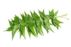 Fresh Organic Neem Leaves, Nim Leaf, Medical Use, Acne & Skin Care Indian निम