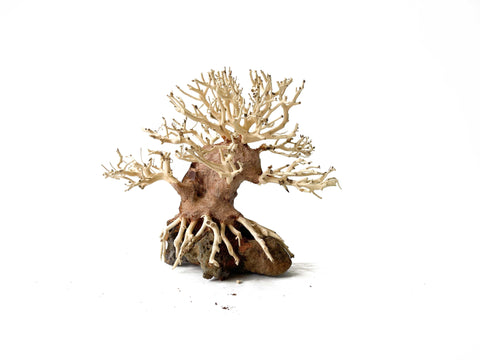 Masterpiece Bonsai Driftwood - 15 x 20 cm | S - 11