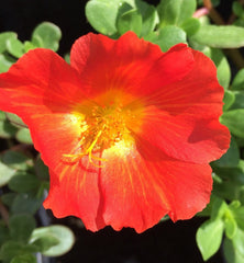 6 pack oleraces/purslane - jumbo orange - us seller