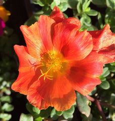 6 pack oleraces/purslane - jumbo orange - us seller