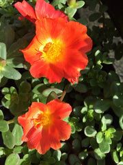 6 pack oleraces/purslane - jumbo orange - us seller