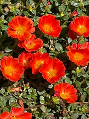 6 pack oleraces/purslane - jumbo orange - us seller