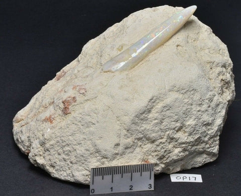 TEST - Opal Belemnite - Opalised fossil - 600myo