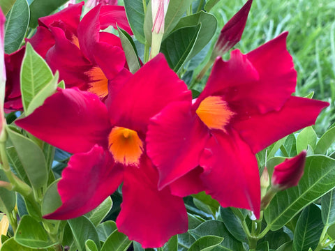 1 red mandevilla plant - 4-5 inch pot - us seller