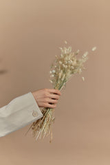Natural dried lagurus - natural color bunny tails / wholesale dried flowers